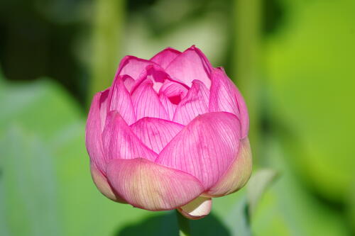 上野不忍池の蓮の花