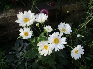 IMG_0668ss.jpg