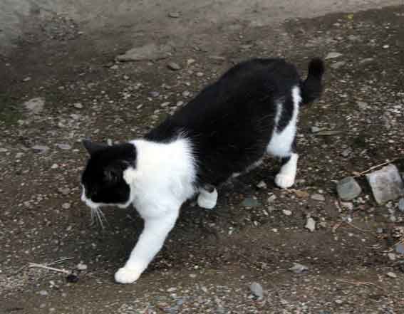 我が家のニャンコ♪2013/12/22-2