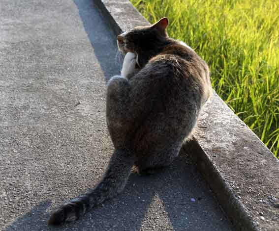 我が家のニャンコ♪2013/12/4-3