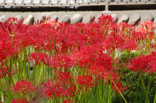 西方寺の彼岸花