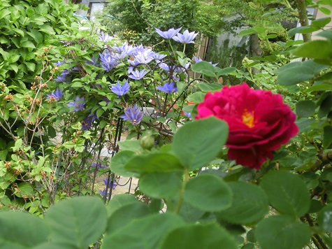 薔薇とクレマチス