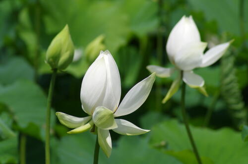 昭和記念公園のハスの花