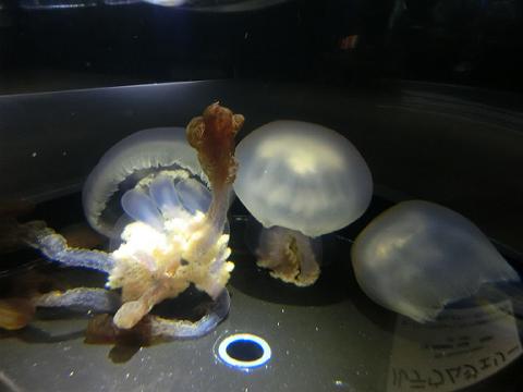 鶴岡市立加茂水族館 クラゲドリーム館 ４２ ５０ ラビアータの説明 どこへ行こうかmyブログ 楽天ブログ