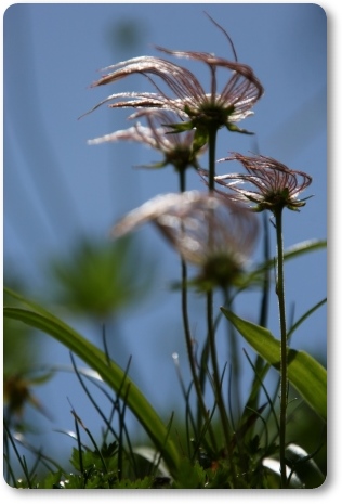 チングルマ-1 14.8.23