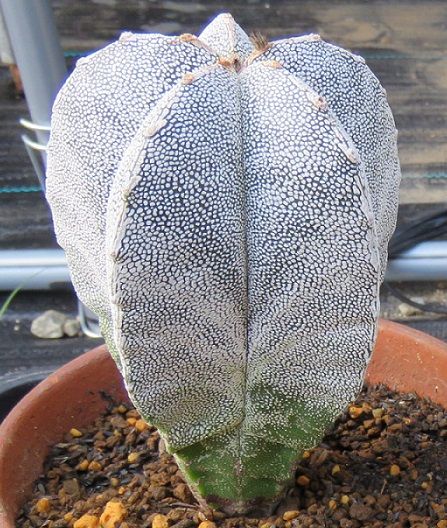 12ページ目の アストロフィツム属 びびるタニサボ達 楽天ブログ