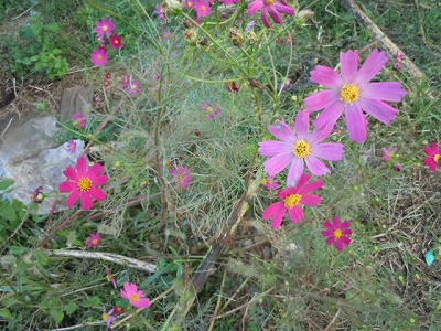 DSCN4121.jpg