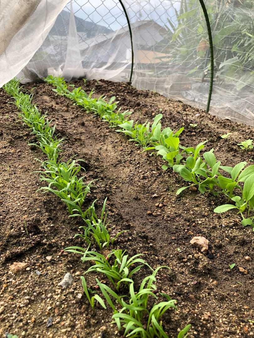 直播の野菜たち 菜園暮らし庭の花 楽天ブログ