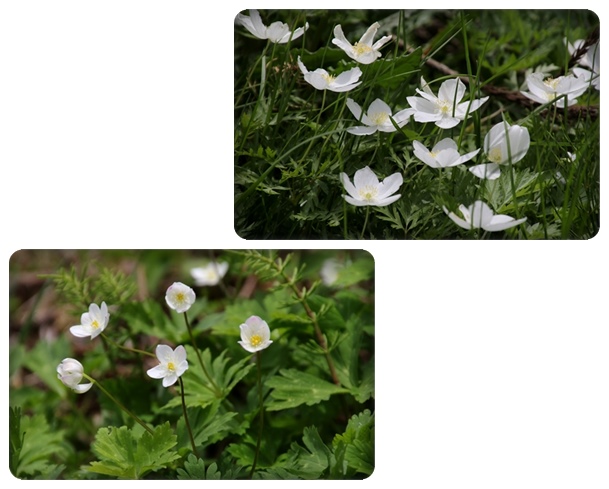 パーク獅子吼-10 イチリンソウとニリンソウ 16.4.20