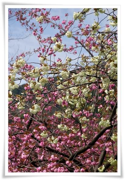 パーク獅子吼-14 15.4.22