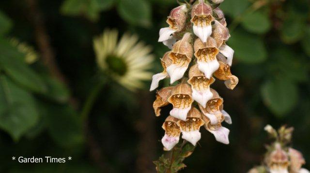 Digitalis lanata 'Cafe Creme'