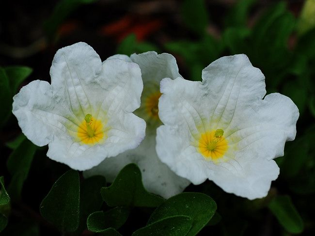 白い花とポピー フォト安次郎 安らぎの風景 楽天ブログ