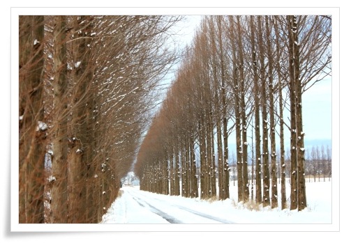 河北潟干拓地-7 メタセコイア-2 13.1.5