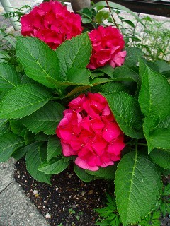 紫陽花弘明寺赤.jpg