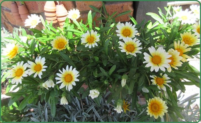 6月のペチュニア花壇も美しくなる ガザニアも咲いた 咲いた 狭い庭を花いっぱいにする育て方 楽天ブログ