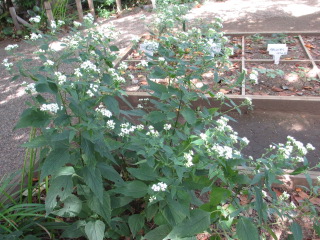 牧野記念庭園ふじばかま.JPG