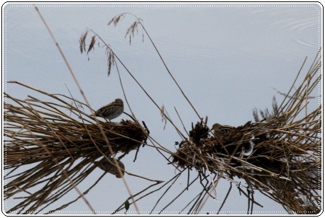 邑知潟-13 シギ-2 13.1.5