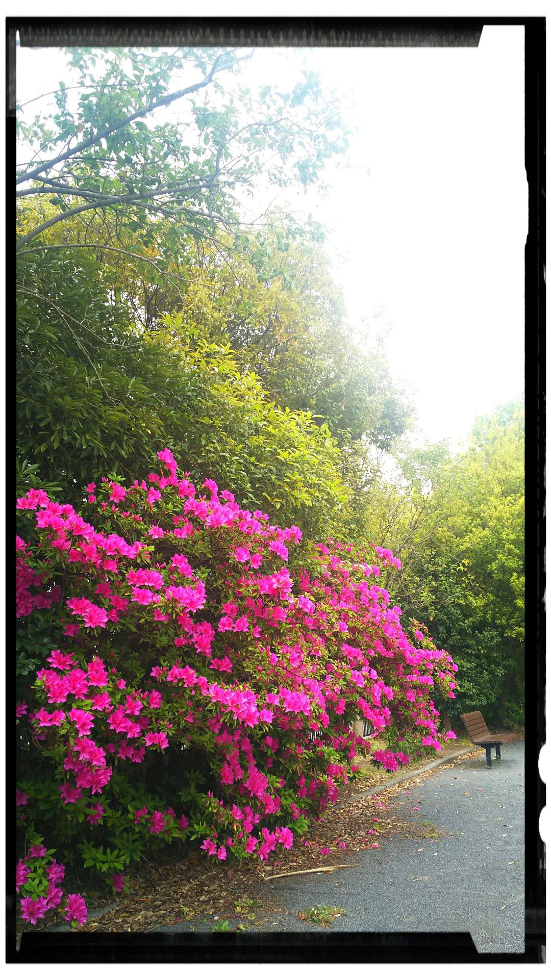 ツツジ変幻自在 Lyrique な部屋 楽天ブログ