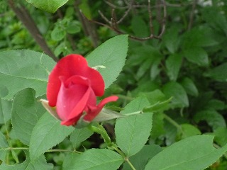P1200437ss.jpg
