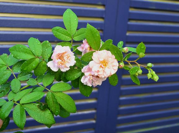 DSC_0376.JPG