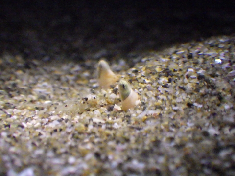 ミサキアサヒモドキ（Umalia misakiensis）7　複眼