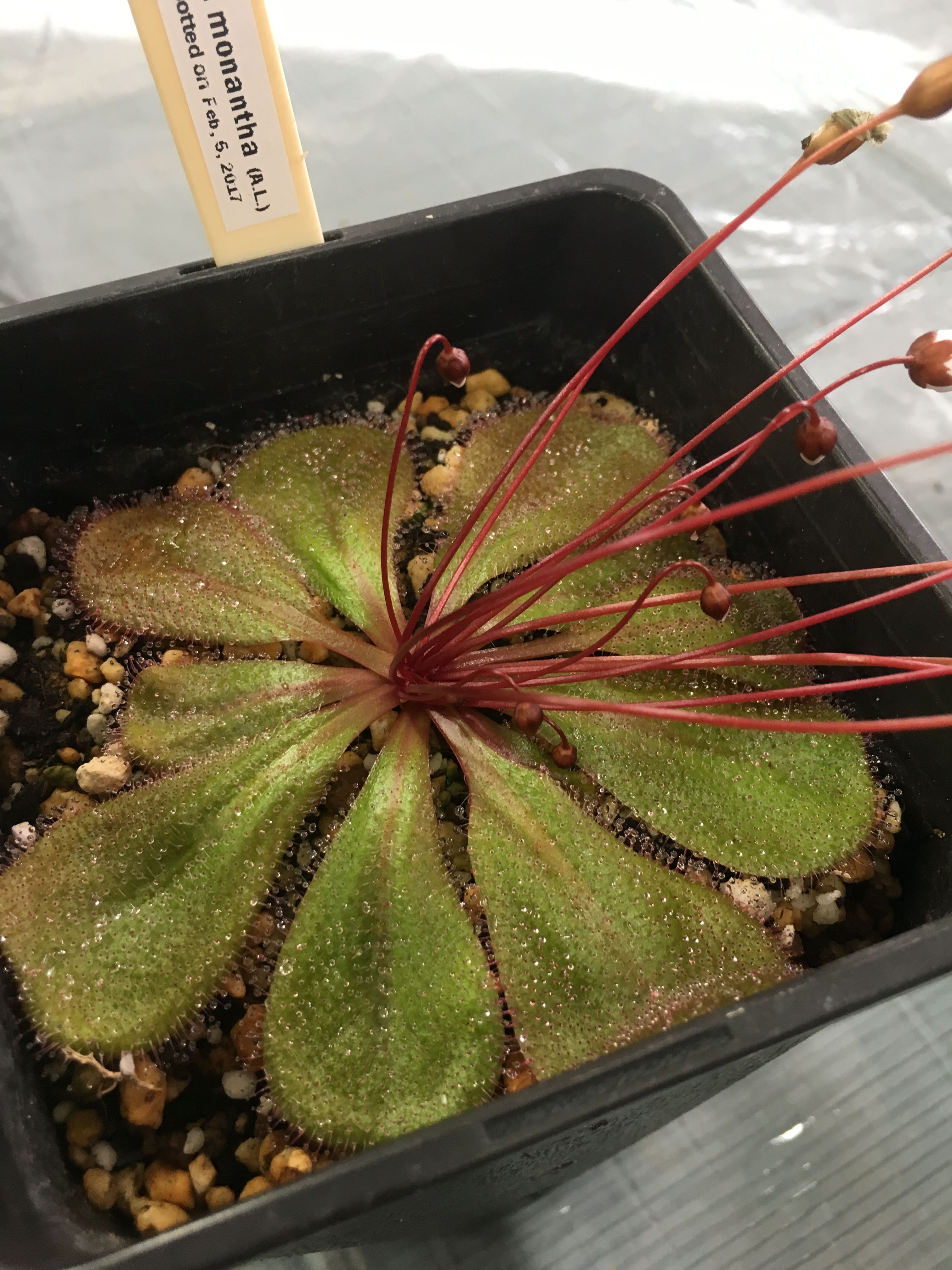 記事一覧 ネペン亭あら太の食虫植物と日々の徒然 楽天ブログ