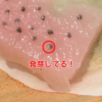 無農薬青じそ 大葉 水耕栽培 無農薬青じそ食べ放題への道 楽天ブログ