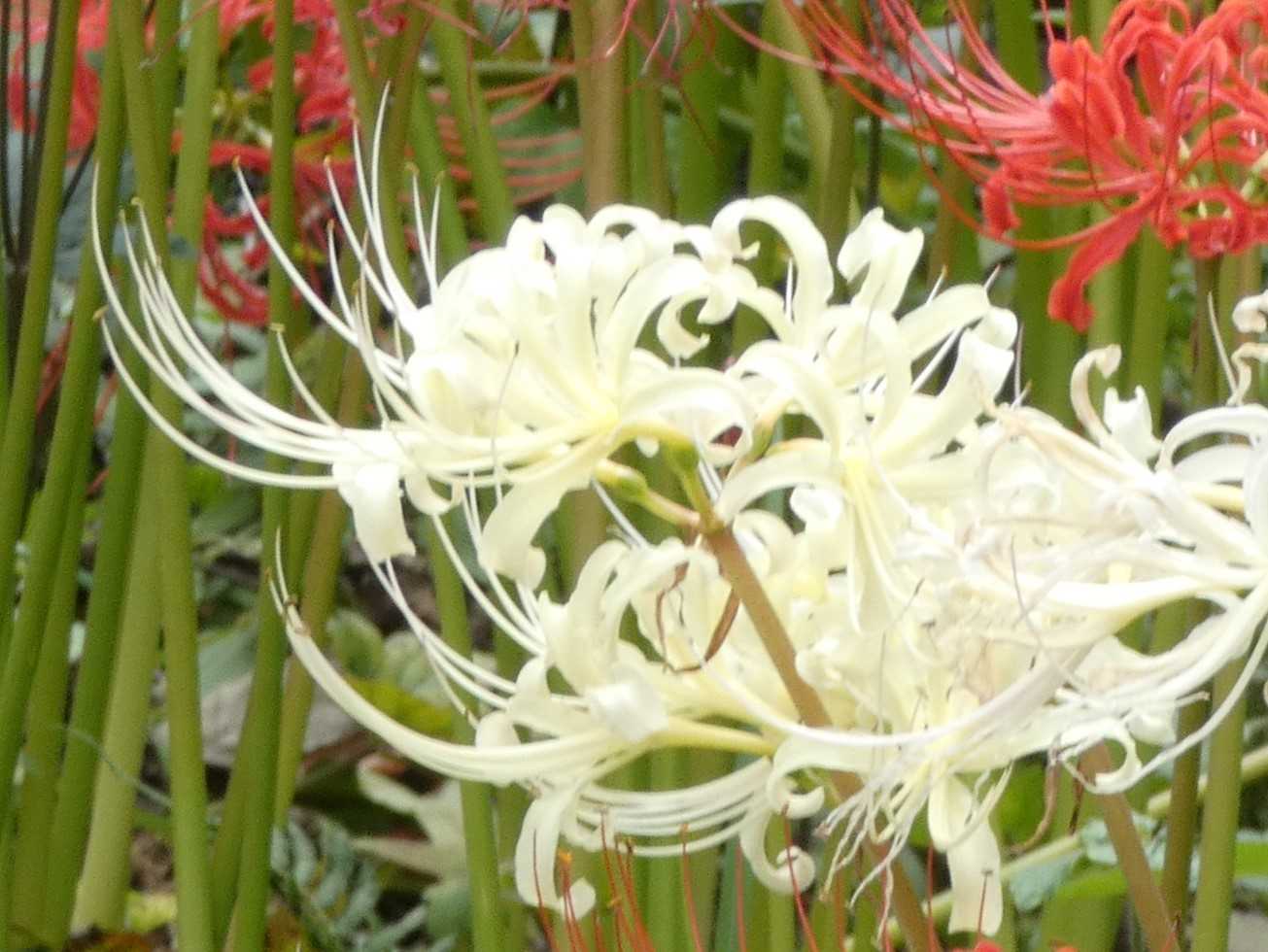 彼岸花 春の小川の花鳥日記 楽天ブログ