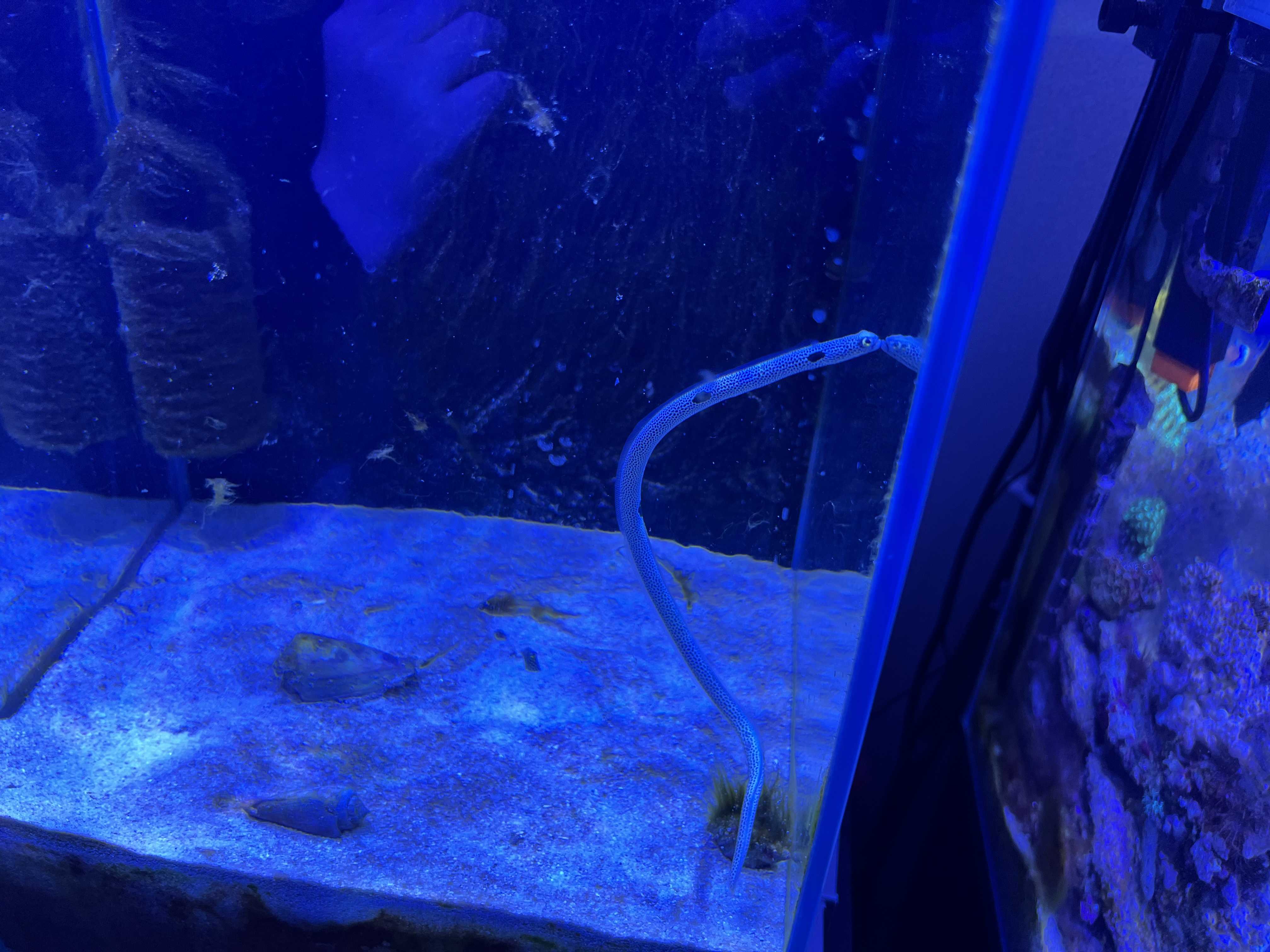 新着記事一覧 ありえないありえる水槽を作りたい ヲカマの日記 楽天ブログ