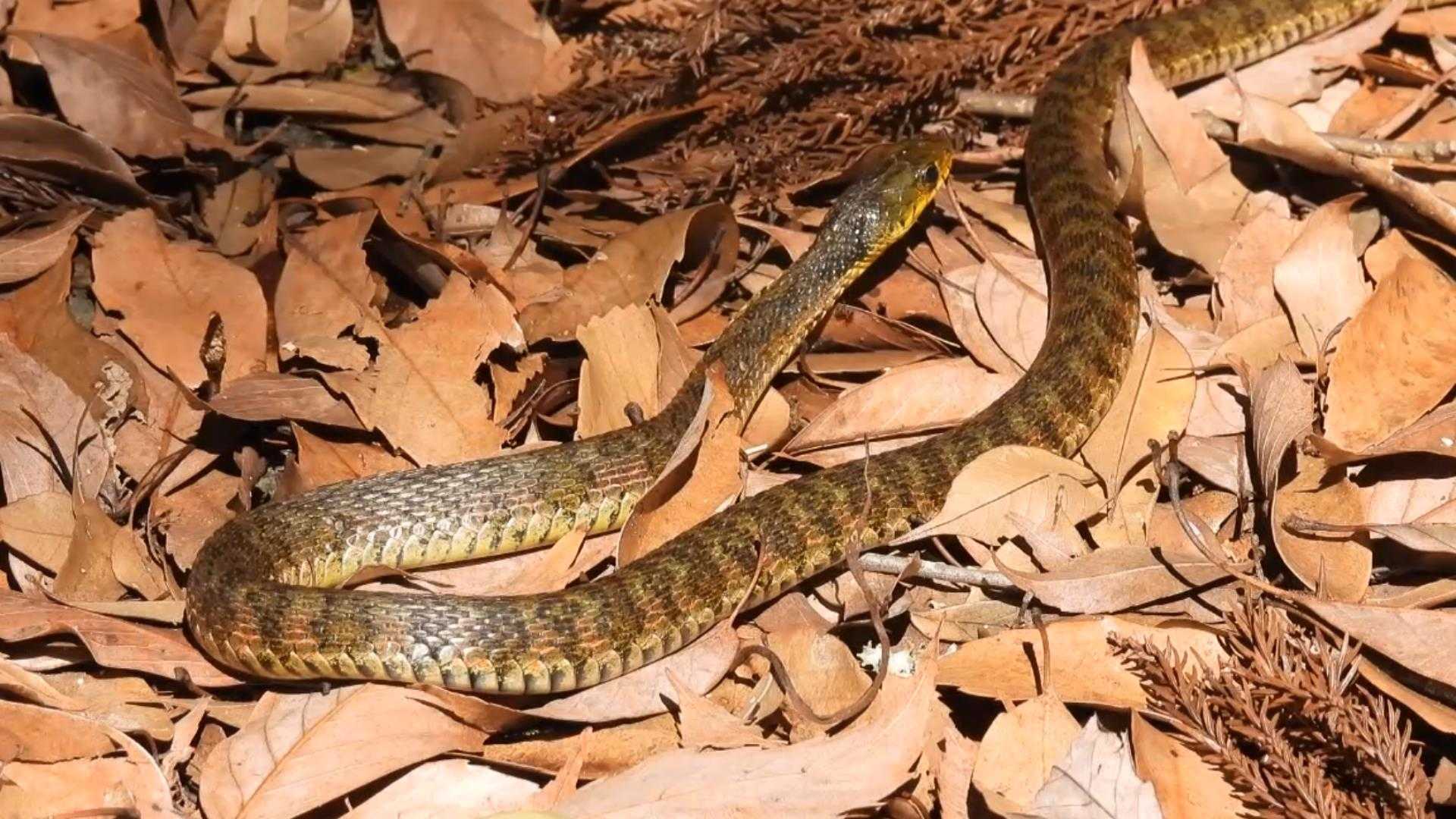 コンデジ鳥撮散歩 毒蛇ヤマカガシ イソヒヨドリ勢力拡大 兵庫県・北播磨 | 北播磨野鳥巡礼 - 楽天ブログ