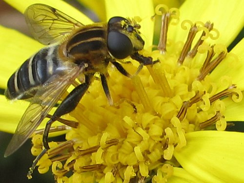 ツワブキの花にとまるアシブトハナアブ：メス(10月)