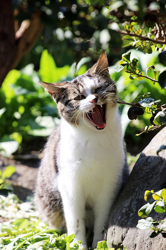 我が家のニャンコ♪2014/12/09-2