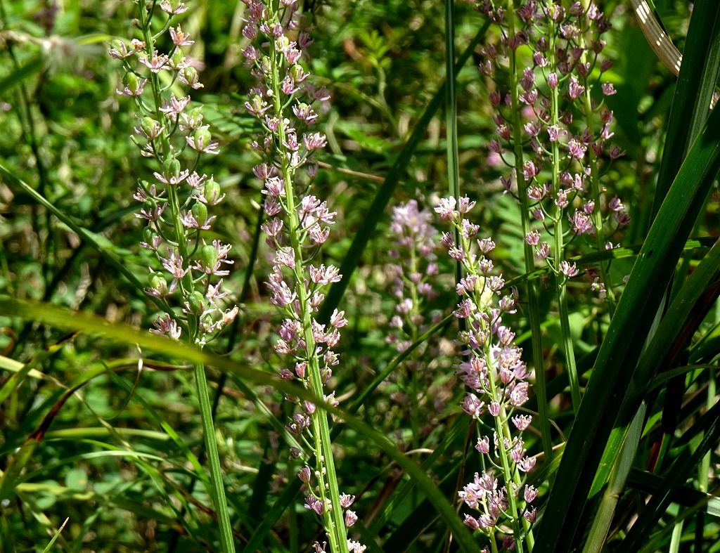 8月12日 今日の一花 その２ ツルボ 蔓穂 Gazengamaのブログ 散歩中に出合った花と趣味の陶芸作品 楽天ブログ