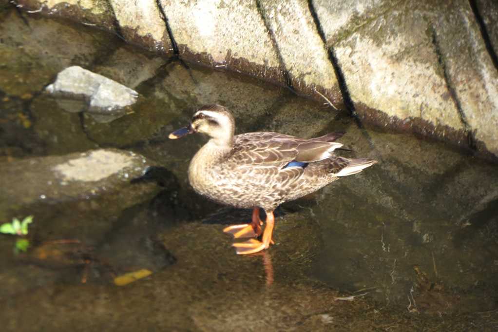 515