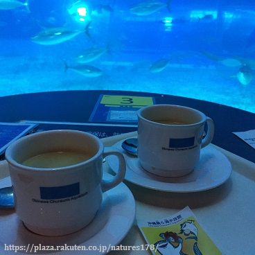 沖縄美ら海水族館 カフェオーシャンブルー 沖縄旅行 海洋公演 紅茶コーヒー好き女子 のはなお 小鳥 とまったり日記 楽天ブログ