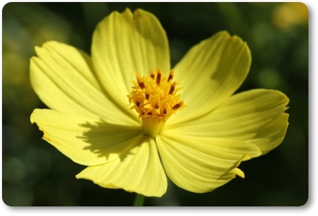 キバナコスモス-5 13.9.18