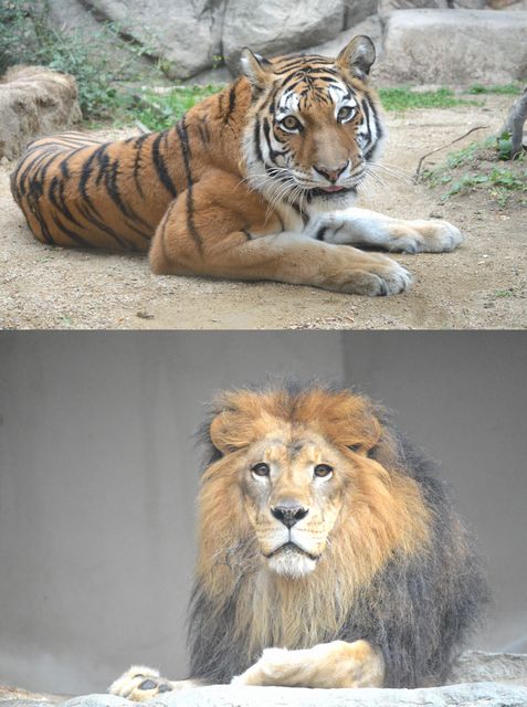 ライオンとトラ.jpg