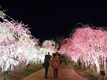 なばなの里のしだれ梅