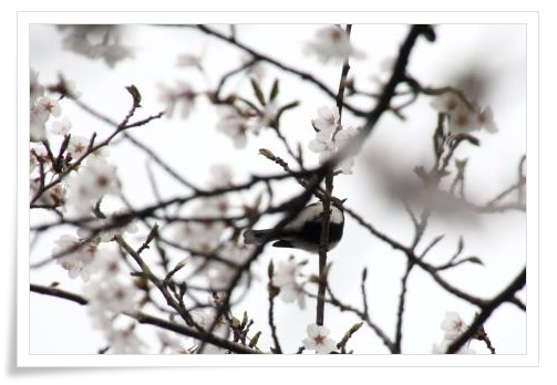 奥卯辰山健民公園・大池-13 15.4.13