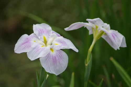 浜離宮恩賜庭園の花菖蒲