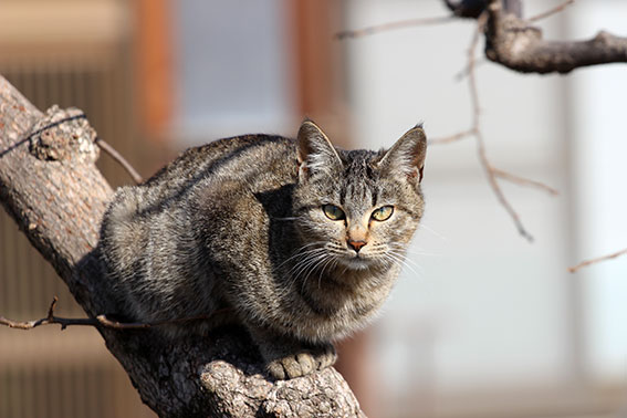 我が家のニャンコ♪2014/12/16-2
