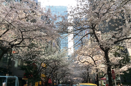 sakura3.JPG