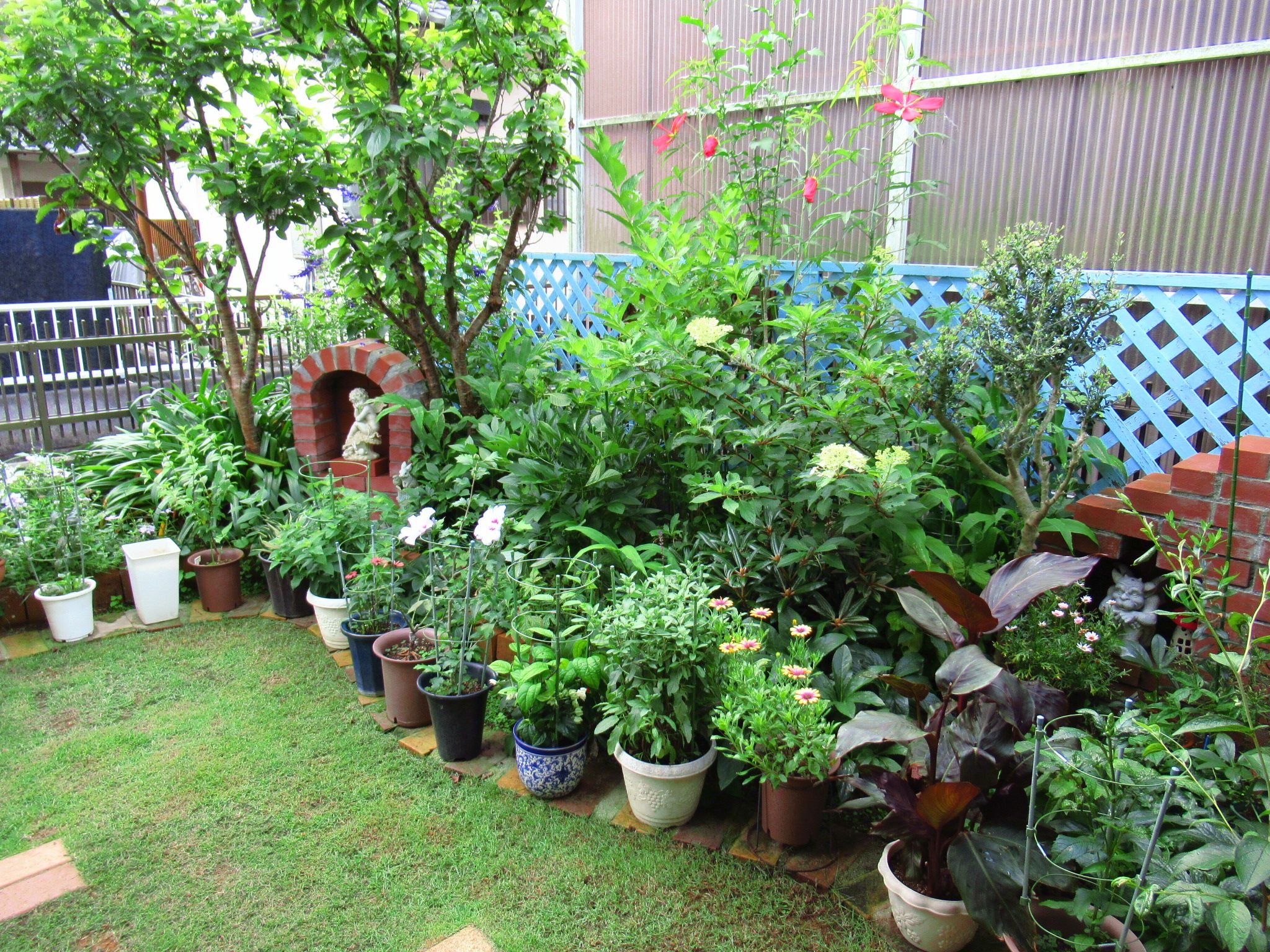 モミジアオイが咲いたよ ー かにゃかにゃガーデン 楽天ブログ