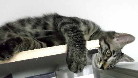 すずひめ　10月16日　最上段　01.jpg