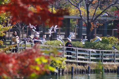 洗足池の野鳥