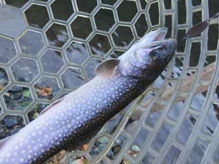 20141018_iwana_03.jpg