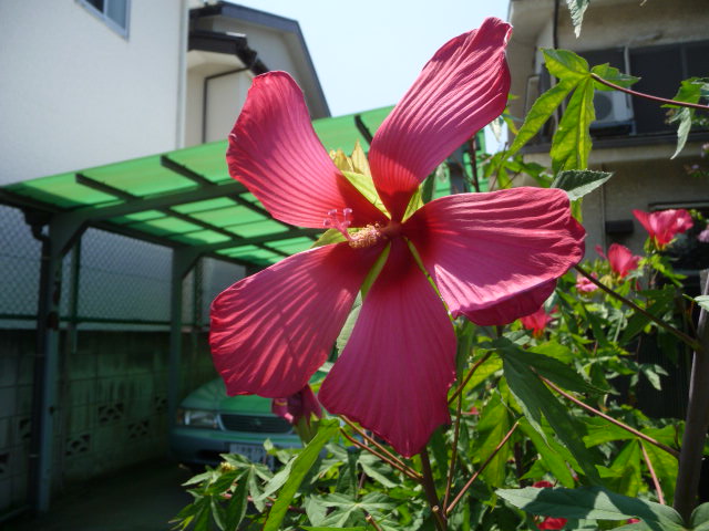 64 紅葉葵