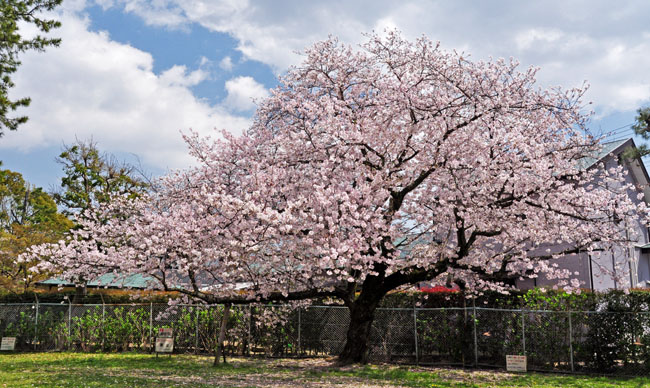 桜１