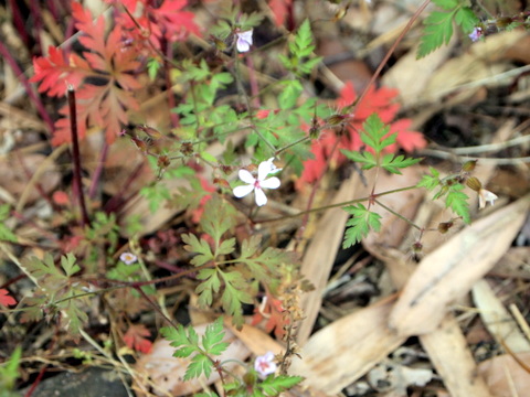 参道に咲くフウロソウの花