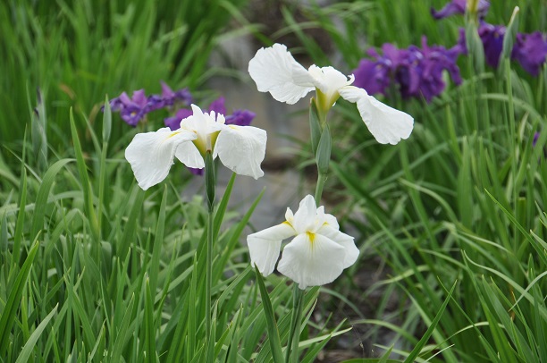 菖蒲城址、菖蒲園